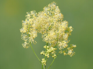 Yellow flower of shining meadow rue plant, Thalictrum lucidum