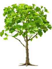 Obraz premium Ginkgo Tree with Green Leaves