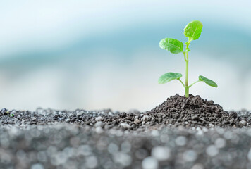Green sprout is growing from the ground close-up photo. Eco green activities background. 