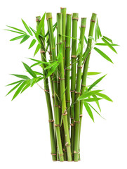 Green Bamboo Shoots