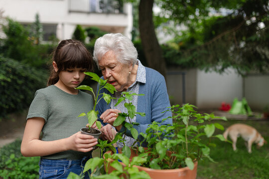 Grandmother teaching granddaughter to work in garden. Girl helping elderly grandma with plants, herbs and vegetables in garden, spending free summer time outdoor.