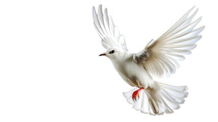 Obraz premium bird flaying isolated on white background