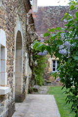 Cour intérieure pittoresque pavée et végétalisée, avec des branches de Lilas mauve fleuries (France).