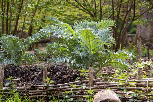 Culture de cardon (Cynara cardunculus) dans un potager, l&eacute;ger soleil. Un grand l&eacute;gume &agrave; feuilles vertes.