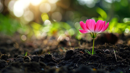 a closeup planting seed of  flower