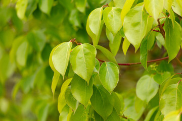 Green leaves on a tree in nature