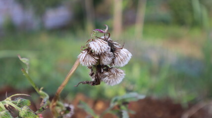 dead grass flowers close up