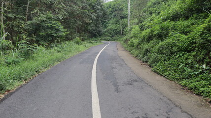 asphalt road in the middle of the forest