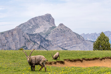 Fototapeta premium ibex near the Tête Chevallière pond in the Vercors mountains