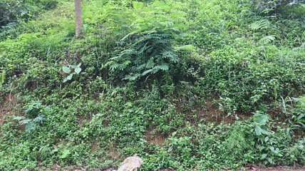 Obraz premium Green plants grow on the walls of forest cliffs as a natural background