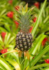 Pineapple fruit in the park