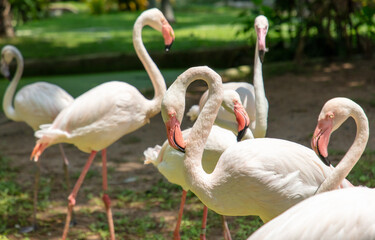 Pink flamingo birds in the park