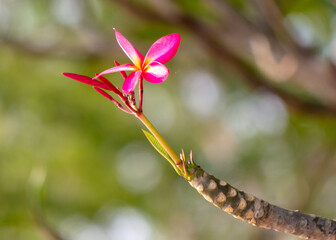 Red flowers on a tree in a tropical park