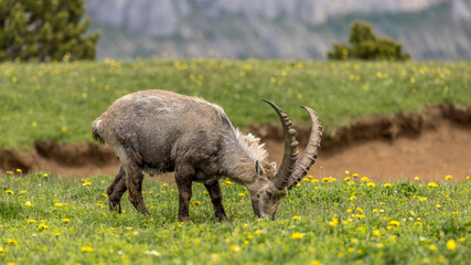 Fototapeta premium Ibex on a flower meadow in the Vercors, France