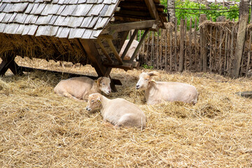 Trois brebis tondues au repos dans leur enclos. Allongé sur la paille.Guédelon, France
