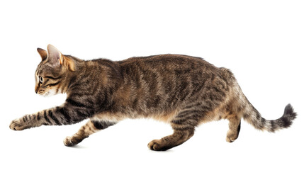 Fototapeta premium grey cat walk and run isolated on white background