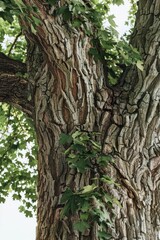 Obraz premium Close-up shot of a tree trunk with lush green leaves, ideal for nature-inspired designs and illustrations