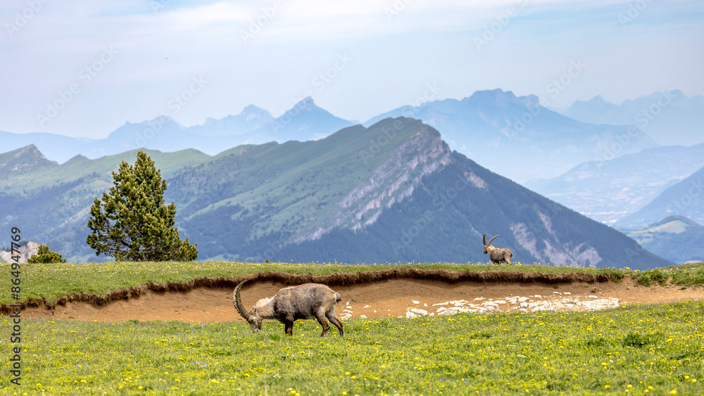 Wall mural Vercors landscape seen from the Combeau valley, France