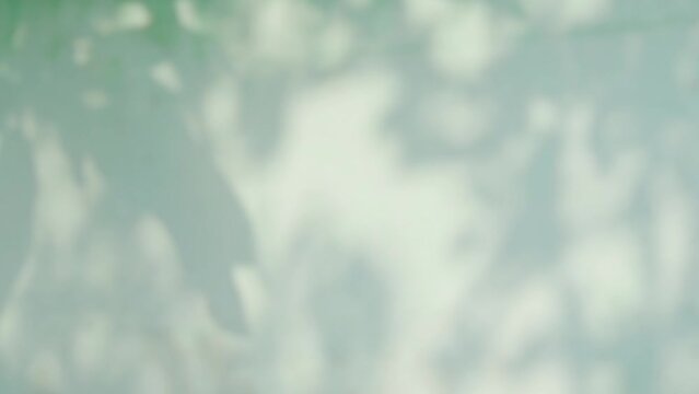 Shadow Background Wall Light Green White Beige Overlay Abstract Plant 4k Backdrop Mockup Minimal Summer Wallpaper, Blur Nature Spring Autumn Orange Video Vintage Light Branching floral,Card Holidays.