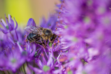 A bee collecting nectar on the flowers of a blue onion