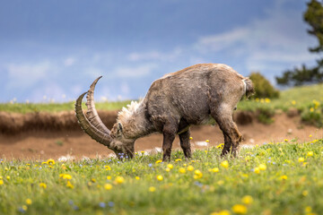 Ibex on a flower meadow in the Vercors, France