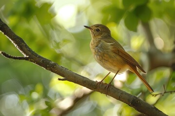 A small bird is sitting on a tree branch, looking around