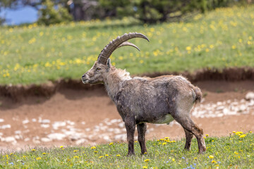 Ibex on a flower meadow in the Vercors, France