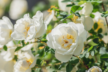 The tenderness of the flowers of the rose bush in the garden