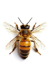 A close-up shot of a bee sitting on a white surface, ready for photography or illustration use