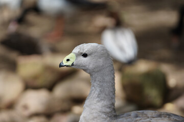 A close-up of a Cape Barren goose in a park in Australia