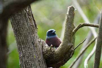 A White-browed woodswallow.perched in a tree in Australia