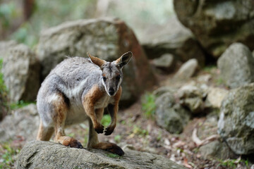 A red-necked wallaby (Notamacropus rufogriseus) relaxing in a rocky habitat © tristanbnz