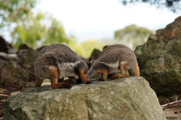 Two red-necked wallabies (Notamacropus rufogriseus) relaxing in a rocky habitat © tristanbnz