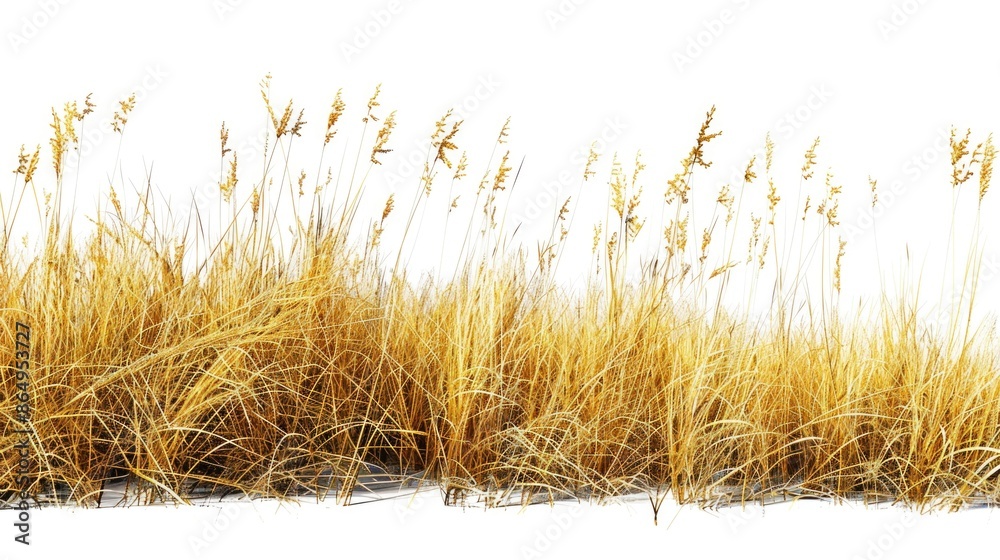 Poster a close-up shot of tall grasses growing against a pure white background, ideal for use in editorial 