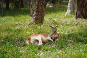 An Australian Red Kangaroo (Osphranter rufus) relaxing in grass