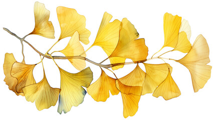 A watercolor illustration of a ginkgo biloba colored yellow isolated on a transparent background