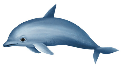Cute dolphin png sticker, animal illustration, transparent background