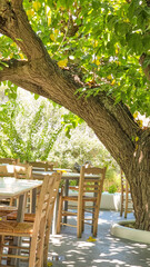 skyros or skiros, island restaurant under  mulberries shandow greece