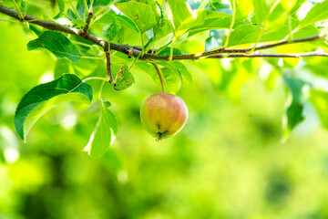 An apple growing in the garden in summer.