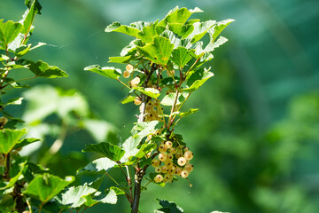 White currant growing in the garden in summer.