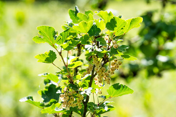 White currant growing in the garden in summer.