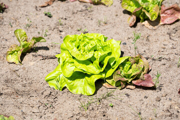Lettuce growing in the garden in summer.