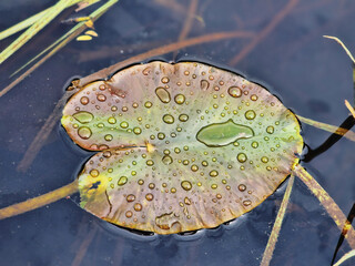 Water Droplets on a Water Lily Leaf in a Pond. The leaf is covered in water droplets, reflecting the light. The background of the image is blurred, focusing attention on the water lily leaf