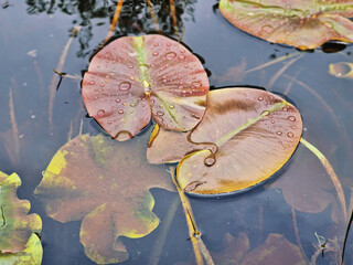 water lily,leaf,pond,raindrops,nature,plant,freshwater,close-up,macro,green,brown,texture,surface tension,reflection,light,water,droplets,rain,flora,botanical,botany,natural,outdoor,environment,ecosys