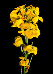 Blooming yellow wallflower on a black background