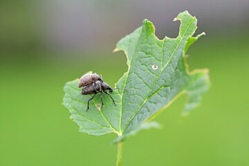 The black vine weevil (Otiorhynchus sulcatus). Male and female on a damaged leaf.