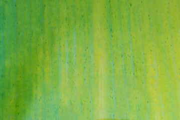 Fototapeta premium Green and yellow banana leaves with black dots scattered all over the leaves. Smooth texture. Banana leaf background. Abstract background.