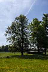 Obraz premium trees in the park