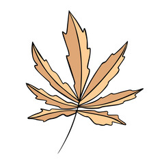 Vector isolated illustration of an autumn leaf on a white background.