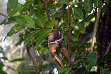 Prepona praeneste butterfly on the tree in Costa Rica